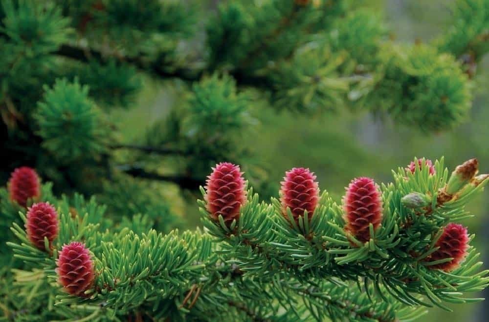 Công Dụng Của Tinh Dầu Thông Đỏ Hàn Quốc