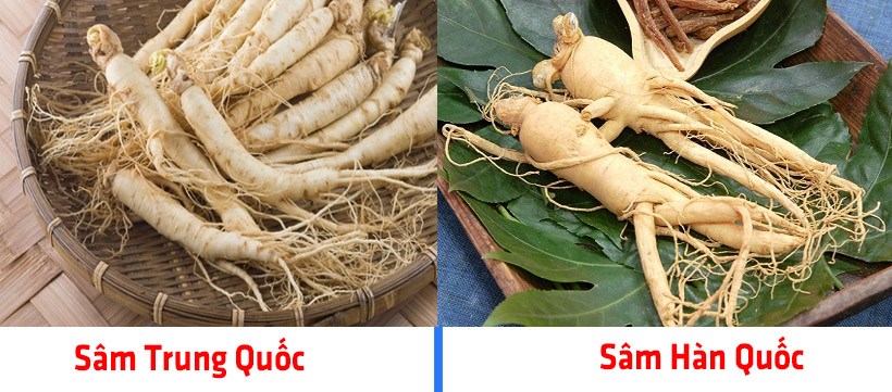 Phân Biệt Nhân Sâm Hàn Quốc Và Nhân Sâm Tươi Trung Quốc
