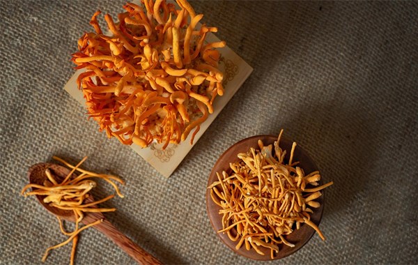 Tác Dụng Của Đông Trùng Hạ Thảo