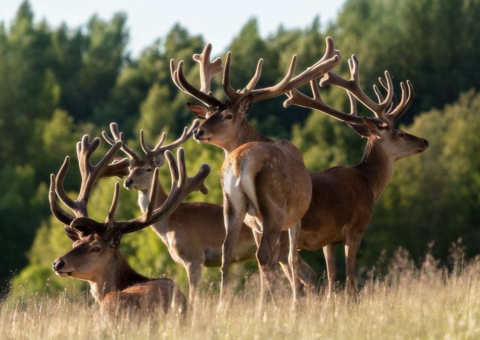 Nhung Hươu Là Gì? Top 3 Cách Sử Dụng Nhung Hươu Bạn Nên Biết