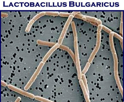 Lợi Khuẩn Lactobacillus Trong Men Vi Sinh Là Gì? Tác Dụng Gì Với Sức Khỏe?