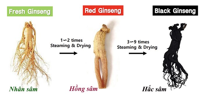 Hắc Sâm: Siêu thực phẩm tăng cường sức đề kháng từ Hàn Quốc