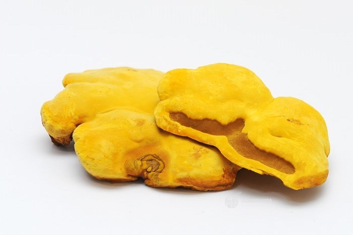 Lợi ích sức khỏe của Nấm Thượng Hoàng