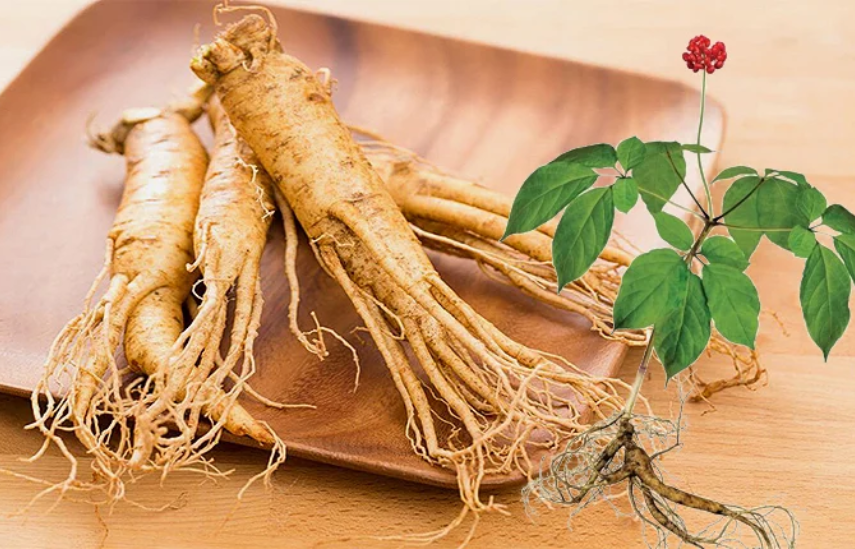 Nhân sâm Hàn Quốc khác gì sâm Việt, sâm Trung?