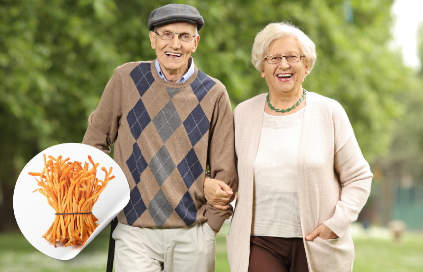 Đông trùng hạ thảo: Dược liệu vàng cho người cao tuổi