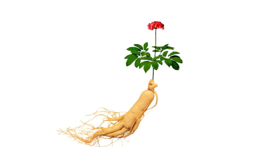 Sâm tươi và hồng sâm, nên chọn loại nào cho gia đình?