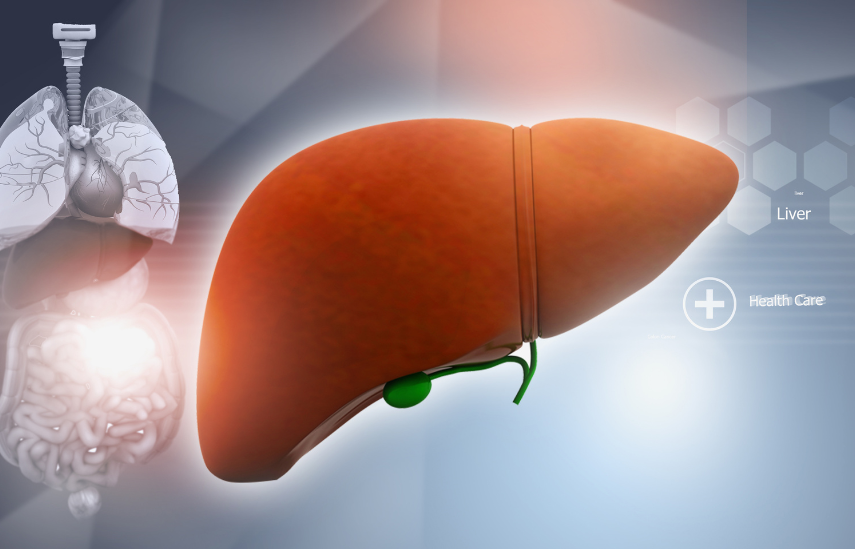 Ít ai biết: Gan không chỉ là cơ quan giải độc – 5 vai trò sống còn cần ghi nhớ