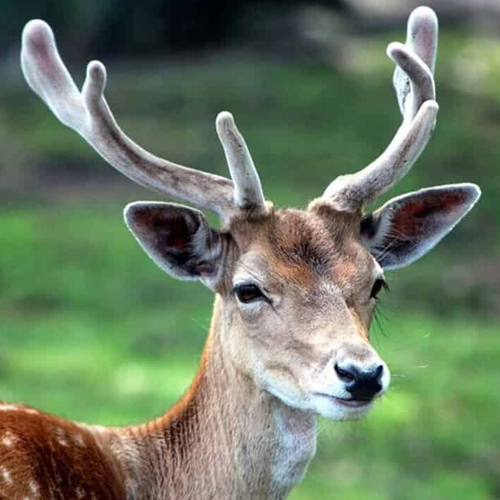 Nước Hồng Sâm Núi Nhung Hươu 365 Hộp 60 Gói