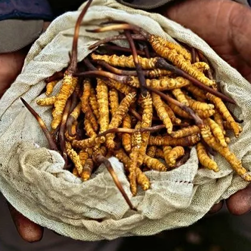 Tinh Chất Đông Trùng Hạ Thảo Cheonsim Hwangje Hộp Phượng