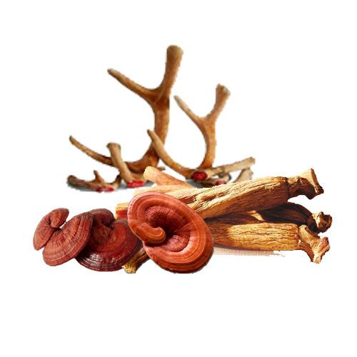 Nước Hồng Sâm Linh Chi Nhung Hươu 365 Hộp 60 Gói