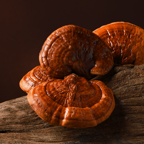 Cao Linh Chi Núi KGF Hộp 2 Lọ 