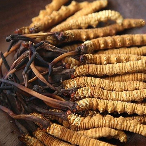 Tinh Chất Đông Trùng Hạ Thảo 365 Hwangjin Liquid Hộp 60 Ống