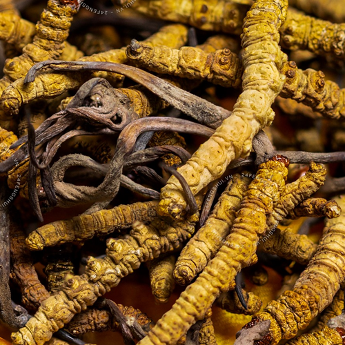 Nước Đông Trùng Hạ Thảo Lên Men Hộp Gỗ 60 Gói 