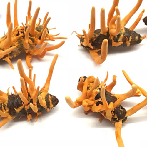 Nước Hồng Sâm Đông Trùng Hoàng Đế Hộp 30 Gói