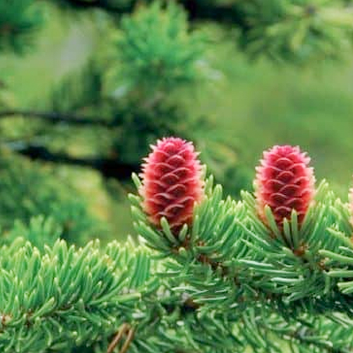 Tinh Dầu Thông Đỏ Max Gold Solution Hộp 120 Viên