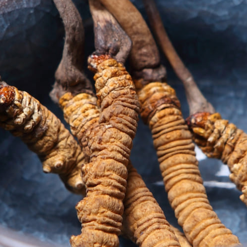 Nước Đông Trùng Hạ Thảo Lên Men Hộp 60 Gói 