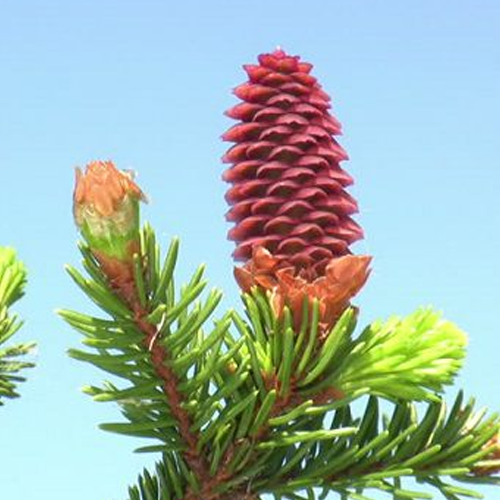 Sữa Rửa Mặt Tinh Dầu Thông Đỏ Red Pine Gold