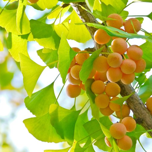 Hoạt Huyết Dưỡng Não Royal Ginko Plus Hộp 60 Viên