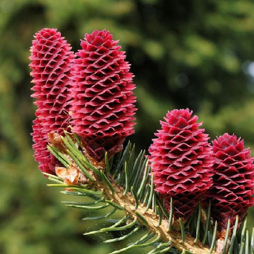 Tinh Dầu Thông Đỏ Max Gold Xanh Hộp 120 Viên