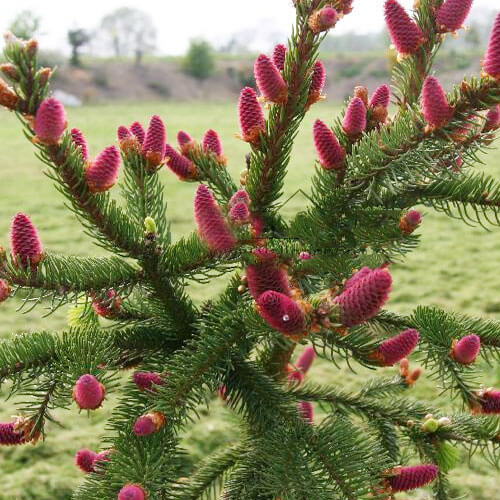 Kem Đánh Răng Tinh Dầu Thông Đỏ Red Pine Gold