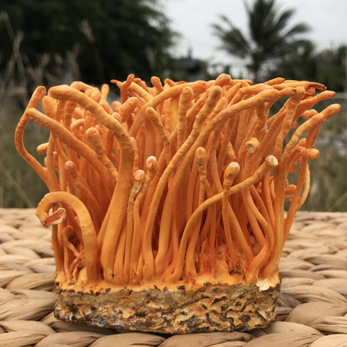 Tinh Chất Hồng Sâm Đông Trùng Hạ Thảo Hộp 10 Ống