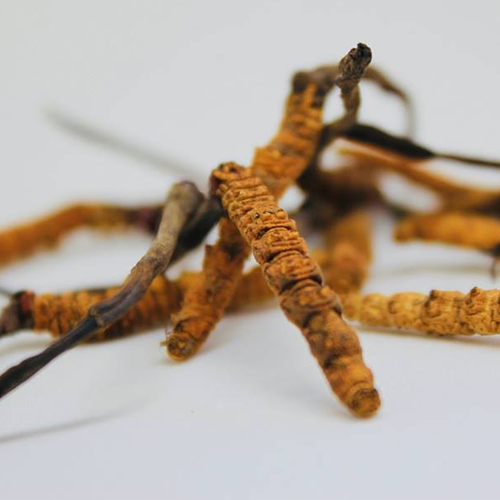 Nước Thiên Sâm Đông Trùng Hoàng Đế Hộp 30 Gói