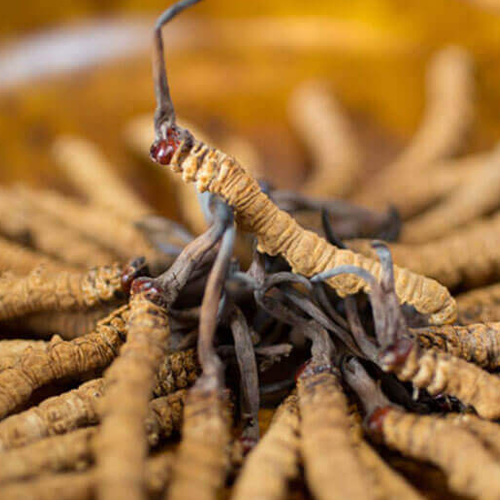 Nước Thiên Sâm Đông Trùng Hoàng Đế Hộp 60 Gói