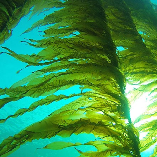 Viên Canxi Vital Royal Calcium Hộp 120 Viên