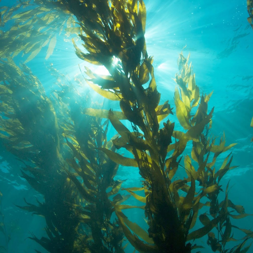 Viên Canxi Vital Royal Calcium Cao Cấp