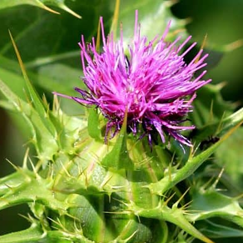 Viên Bổ Gan Premium Liver Boost Hộp 60 Viên