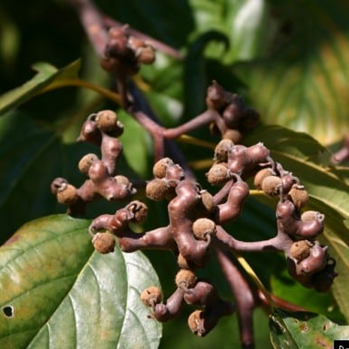 Nước Mát Gan Tiểu Đường Hansusam Hộp 30 Gói