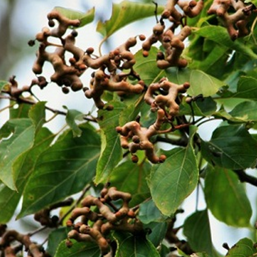 Nước Bổ Gan Giải Độc Rượu Hansusam Hộp 30 Gói