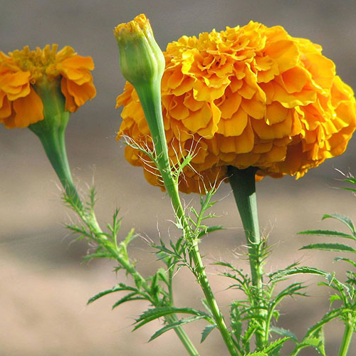 Viên Bổ Mắt Vital Royal Lutein