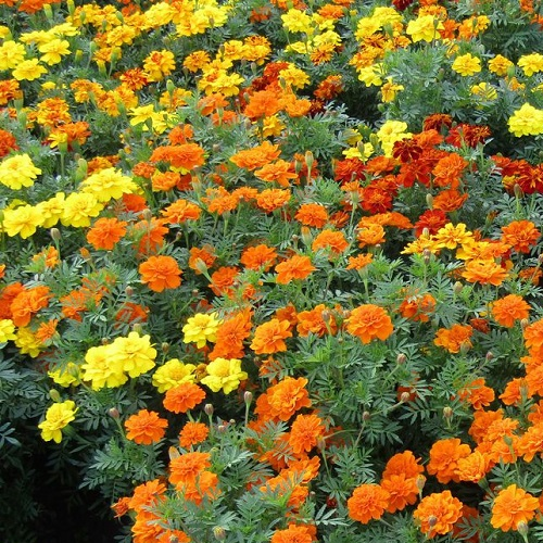 Viên Bổ Mắt Vital Royal Lutein Cao Cấp