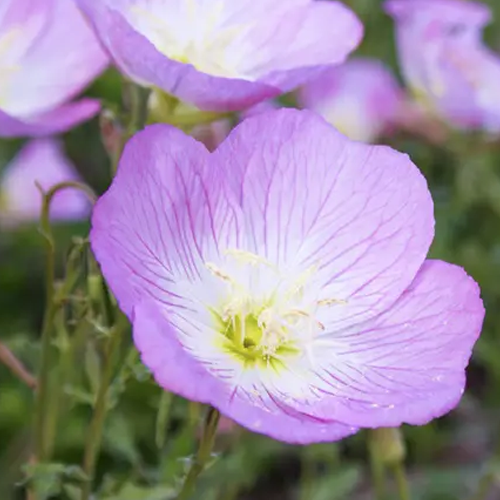 Viên Uống Cân Bằng Nội Tiết Tố Nữ 