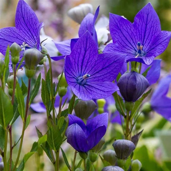 Thực phẩm bổ sung Cordyceps Bellflower 365 Gold