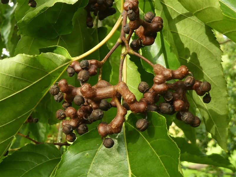 Thực phẩm bổ sung Hovenia Gastrodia Cordyceps 365 Gold