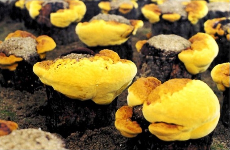 NƯỚC ĐÔNG TRÙNG NẤM THƯỢNG HOÀNG (CORDYCEPS SINENSIS PHELLINUS LINTEUS GOLD)